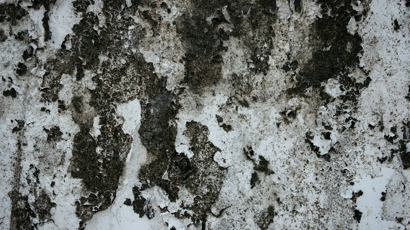 Muro con manchas de humedad y moho